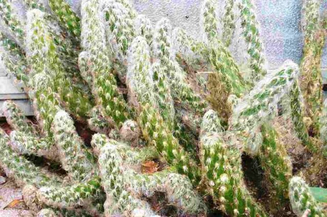 Opuntia_vestita